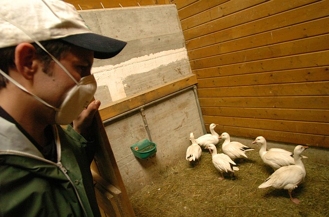 Smrtnonosni virus ptičje gripe, ki bi lahko "izbrisal" pol svetovnega prebivalstva