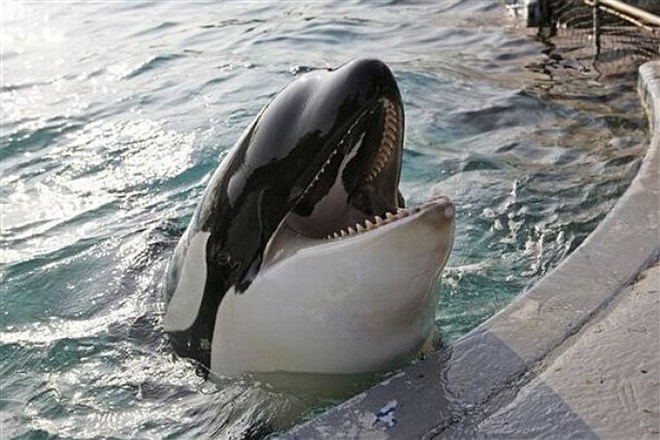 Znanstveniki javnost poklicali na pomoč pri razkrivanju sporazumevanja ork in pliskavk