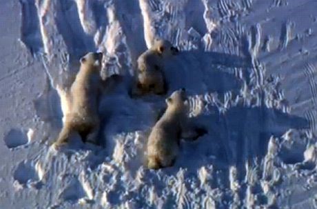 BBC-jev dokumentarec: Posnetki, ki prikazujejo severno medvedko in njene mladičke pri igri, niso pristni