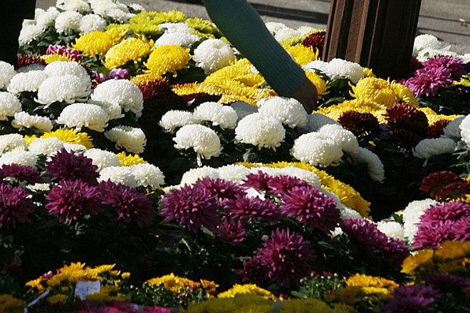 Državljani zategujejo pasove, državne ustanove pa kupujejo sveže cvetje