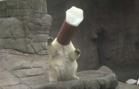 Medved Milak uživa s cevjo na glavi.