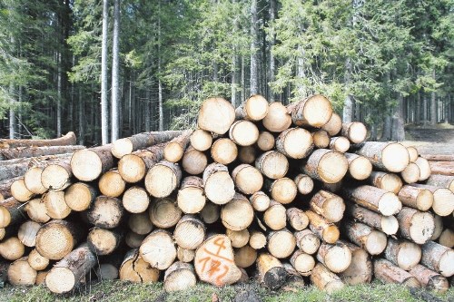 Nemški investitor je v sodelovanju z Gozdnim gospodarstvom Bled v občini Šenčur nameraval postaviti ogromno žago, ki bi lahko...
