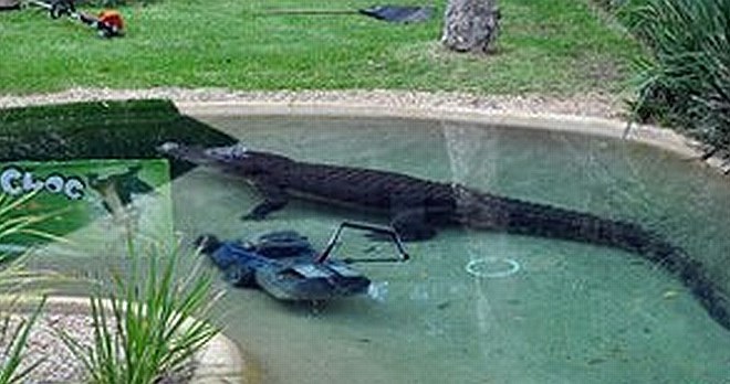 Povodni mož in Urška: Krokodil ugrabil in potopil kosilnico