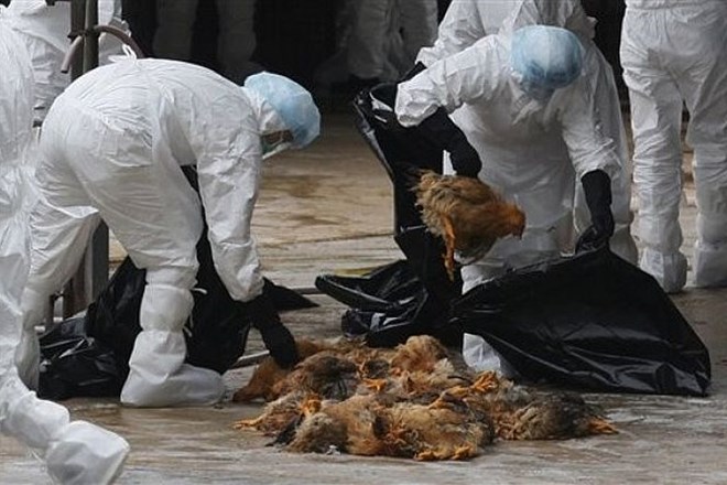 Na jugu Kitajske je prav danes umrl voznik avtobusa, ki je bil okužen z virusom H5N1. Gre za prvo smrtno žrtev ptičje gripe v...