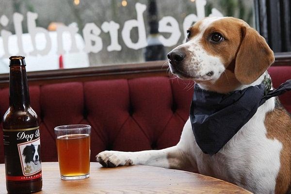 V pivnici v Newcastlu si sedaj lahko privoščite pivo v družbi svojega psa.