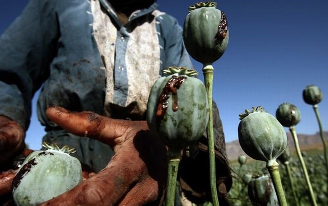 Afganistanska droga: Cena opija zrasla za kar 133 odstotkov