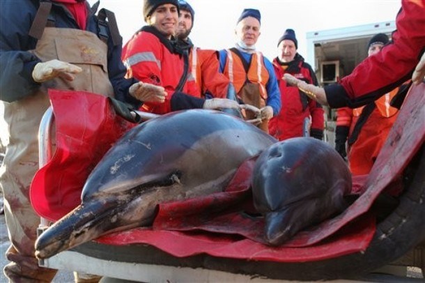V Cape Codu nasedlo najmanj 85 delfinov, zakaj, zaenkrat še ni jasno