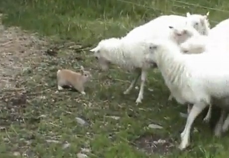Oglejte si "ovčarskega zajca", ki brez težav obvladuje šest ovac