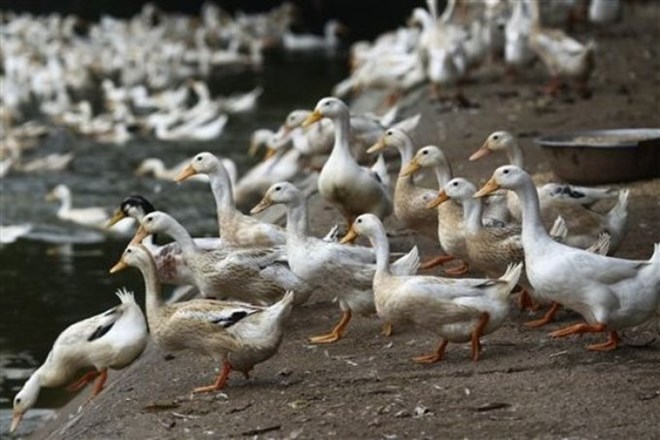 Virus H5N1, ki je javnosti bolj znan pod imenom ptičja gripa, je raziskovala skupina strokovnjakov, ki sedaj omahujejo glede...