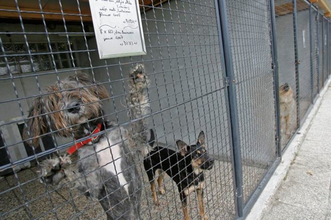 Mariborski azil za živali so zaradi suma mikrosporije začasno zaprli za javnost