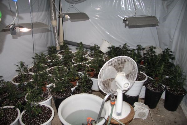 Policisti so v kleti stanovanjske hiše 39-letnega Kranjčana našli 53 lončkov s sadikami konoplje.