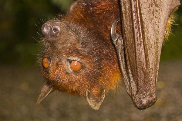 Mesto v severni Avstraliji je izdalo opozorila zaradi okuženih netopirjev, ki prenašajo smrtno nevarno bolezen podobno...