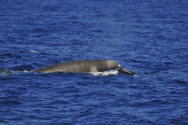 Japonci za slab ulov kitov krivijo okoljevarstvenike