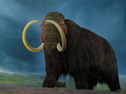 Južnokorejski znanstveniki želijo klonirati mamuta, izumrlo slonjo vrsto.