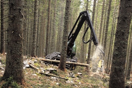 Eden od hitrih ukrepov za  učinkovitejšo predelavo lesa v Sloveniji   bi bila investicija v dve veliki žagi (eno  za...