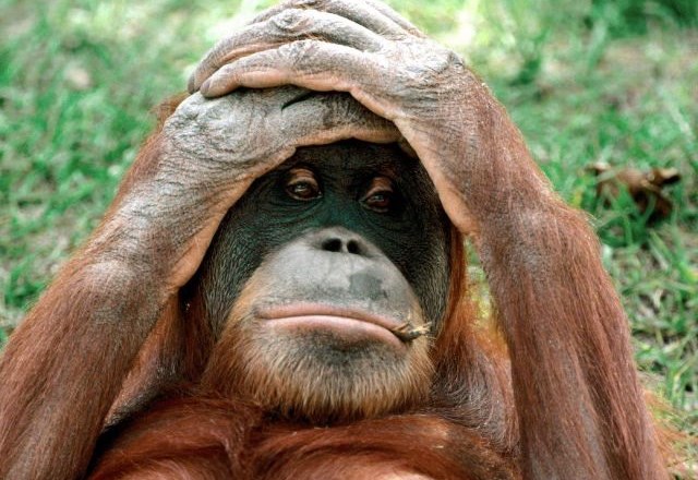 Mlad orangutan v ZDA obseden s tabličnimi računalniki iPad