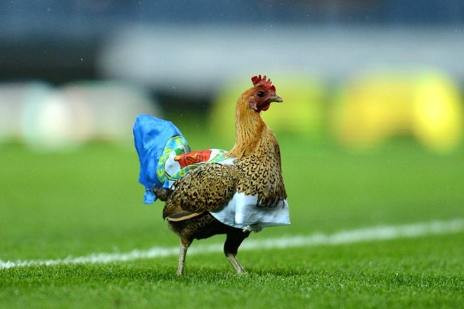 Tekmo med Blackburnom in Wiganom je popestrila kokoš.