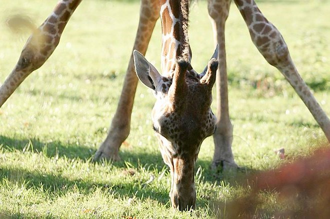 Zaradi stresa ob vdoru vandalov sta v poljskem živalskem vrtu umrli žirafi