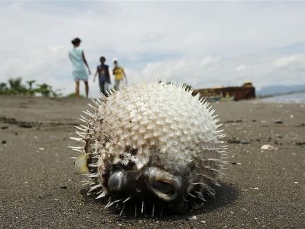 Na Japonskem strežejo ribo, bolj strupeno od cianida
