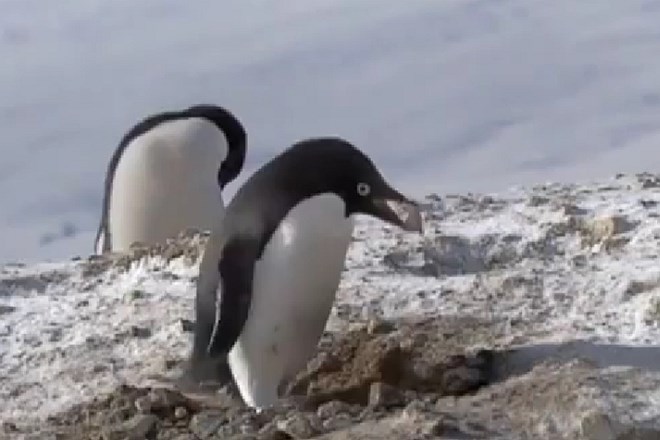 Pingvini eden drugemu kradejo kamenje iz gnezd.