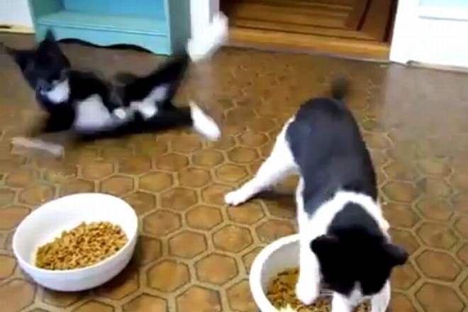 Video: Sta ti mački mijau pijani?