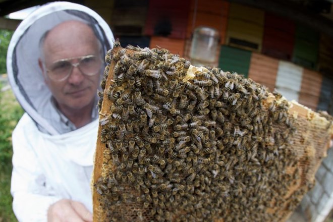 Za pogine čebel naj bi bile krive parazitske pršice