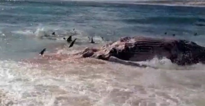 Morski psi so se spravili nad poginulega kita.