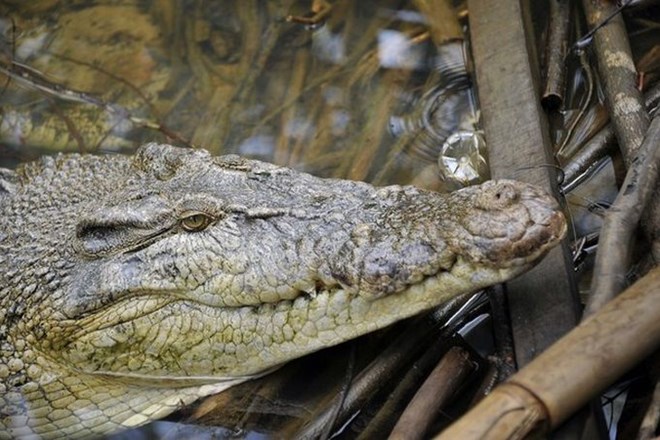 Na Kitajskem pred krožnikom rešili na tisoče tihotapljenih krokodilov