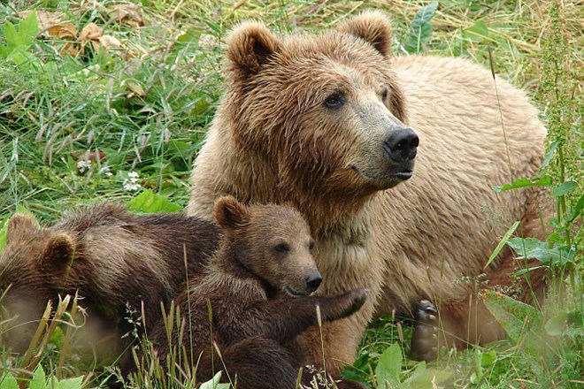 V naselju Primoži v občini Kočevje odstrelili medvedjega mladiča