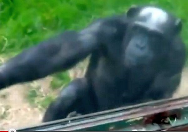Šimpanz v živalskem vrtu je z znakovnim jezikom obiskovalce prosil za osvoboditev