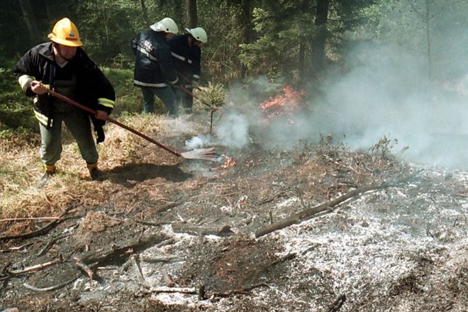 Sanacija gozdu na pogoriščih v Primorju bo trajala dve do tri leta