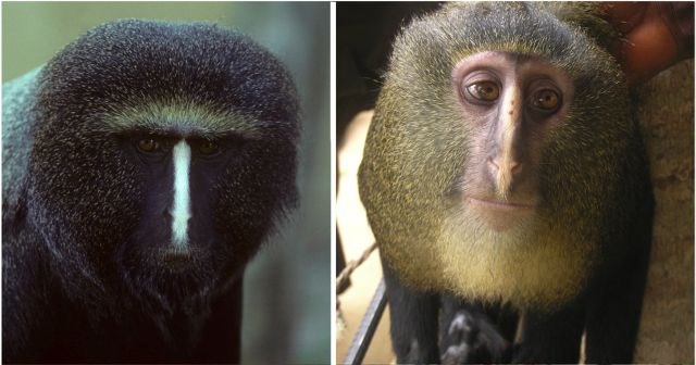 V Kongu potrdili novo vrsto opic