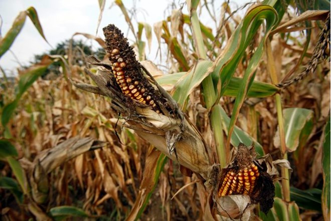 Rusija prepovedala uvoz gensko spremenjene koruze Monsanto
