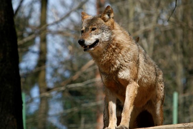Ministrstvo je zmanjšalo dovoljeni odstrel volkov in medvedov