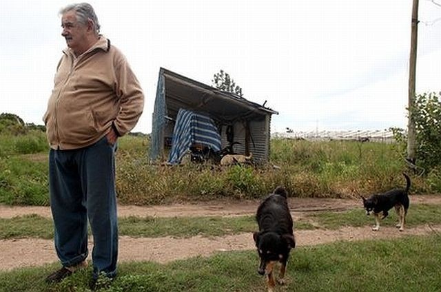 Joseju Mujici na kmetiji dela družbo več psov, med njimi tudi trinoga Manuela. (foto: BBC) 
