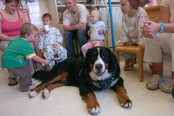 Terapije s pomočjo psov bistveno pripomorejo pri zdravljenju in rehabilitaciji