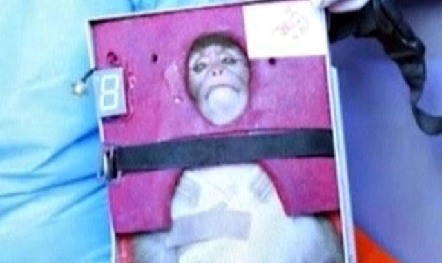 Leta 2011 je Iran že izvedel podoben poskus, vendar takrat opica ni preživela. (foto: Reuters) 