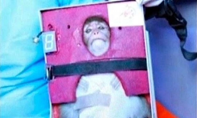 Iran je nedavno v vesolje poslal opico. (Foto: Reuters) 