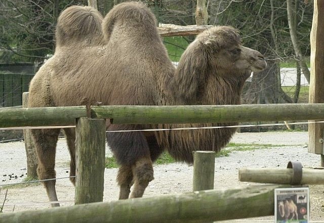 Dvogrba kamela v ljubljanskem živalskem vrtu. (foto: Bojan Velikonja) 