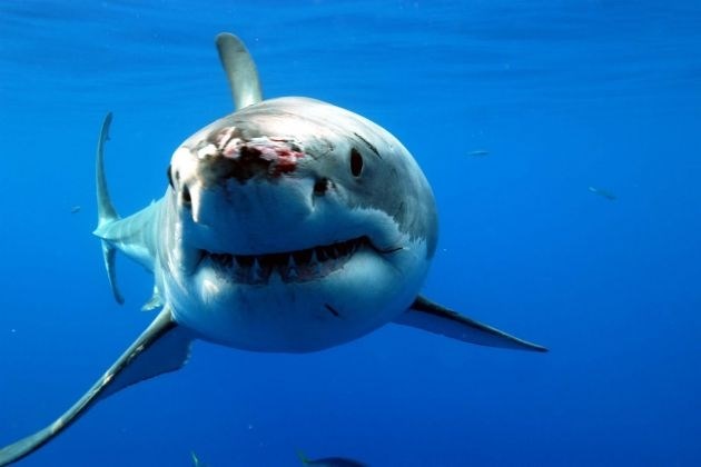 Video: Na tisoče morskih psov pregnalo plavalce s plaž južne Floride