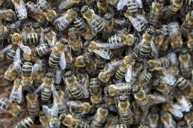 ČZS: Umiranje čebel je prvi indikator tega, da je v naravi nekaj narobe
