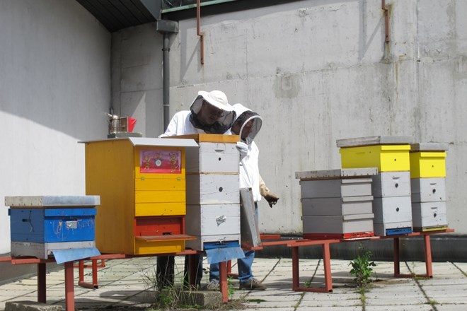 Video: tudi v središču mesta lahko čebele pridelajo odličen neoporečen med