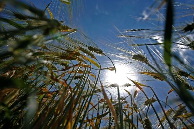 Britanski znanstveniki so s križanjem vrst razvili 'super-pšenico'