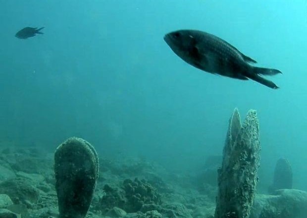 V živo: Posnetki podvodnega sveta Piranskega zaliva