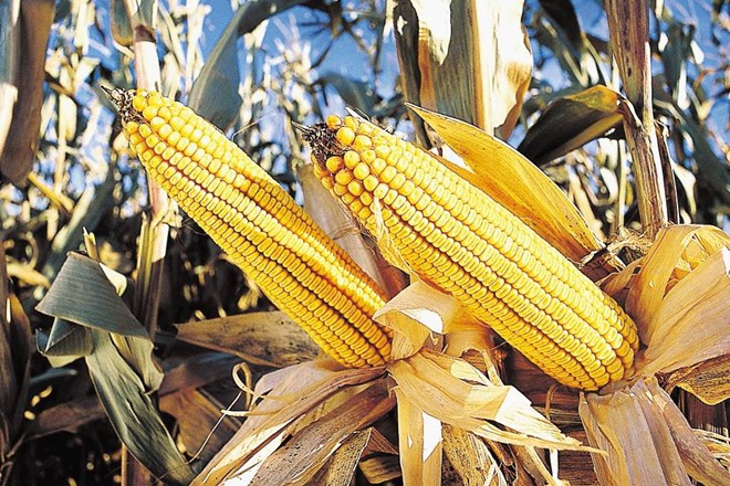 Evropska komisija bo jeseni dovolila uvoz Monsantove gensko spremenjene superkoruze. 