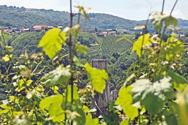 Vinogradniki bodo kmetijskemu ministru Dejanu Židanu protestno izročili vinske trte, a ne tako lepe zelene, kot so te na...