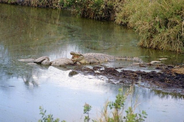 Avstralca med plavanjem čez reko zgrabil in odnesel krokodil