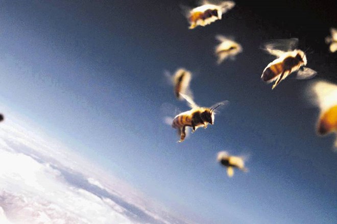 Globalna čebelja kriza