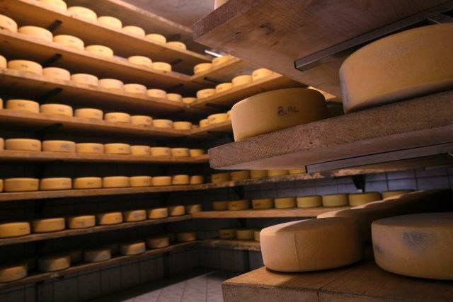 Italijanski kupec bo v vipavski mlekarni proizvajal le sir