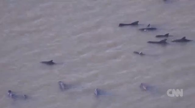 Na floridsko obalo je naplavilo trupla 22 kitov. 